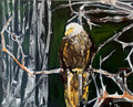 Eagle In Winter Forest Painting